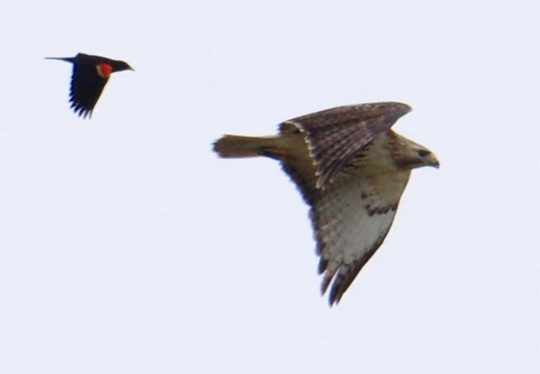Red-winged blackbird chasing red-tailed hawk