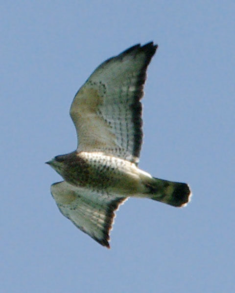Adult broad-winged hawk