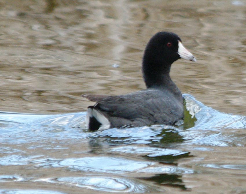 American coot smiling