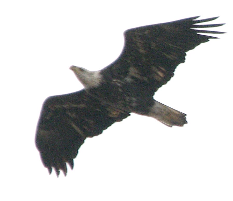 Four-year-old bald eagle