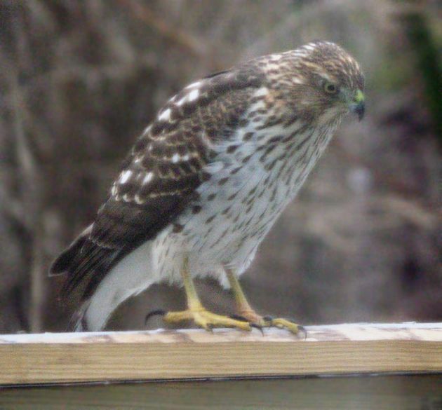 Immature Cooper's hawk on the fence