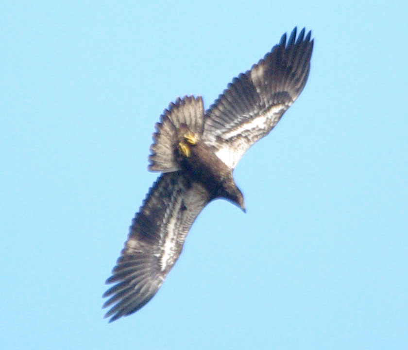 Juvenile bald eagle turning