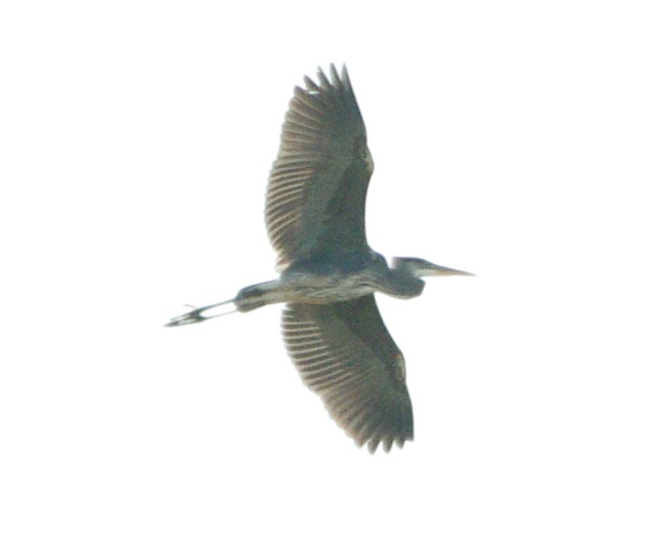 Great blue heron approaching