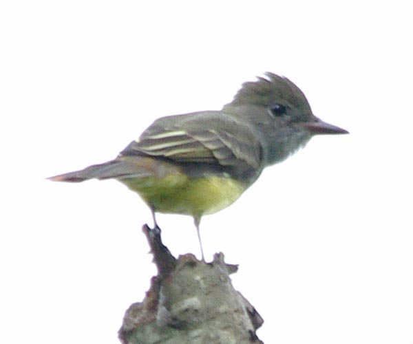 Great crested flycatcher with crest up