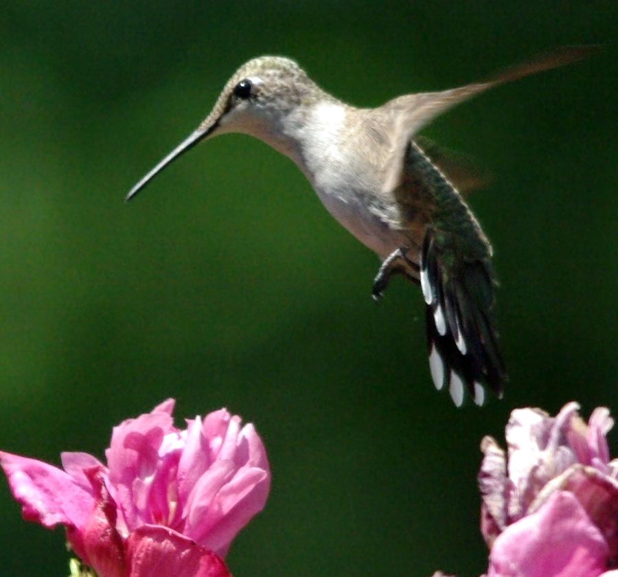 Female ruby-thr0ated hummer inspecting a rose of sharon flower
