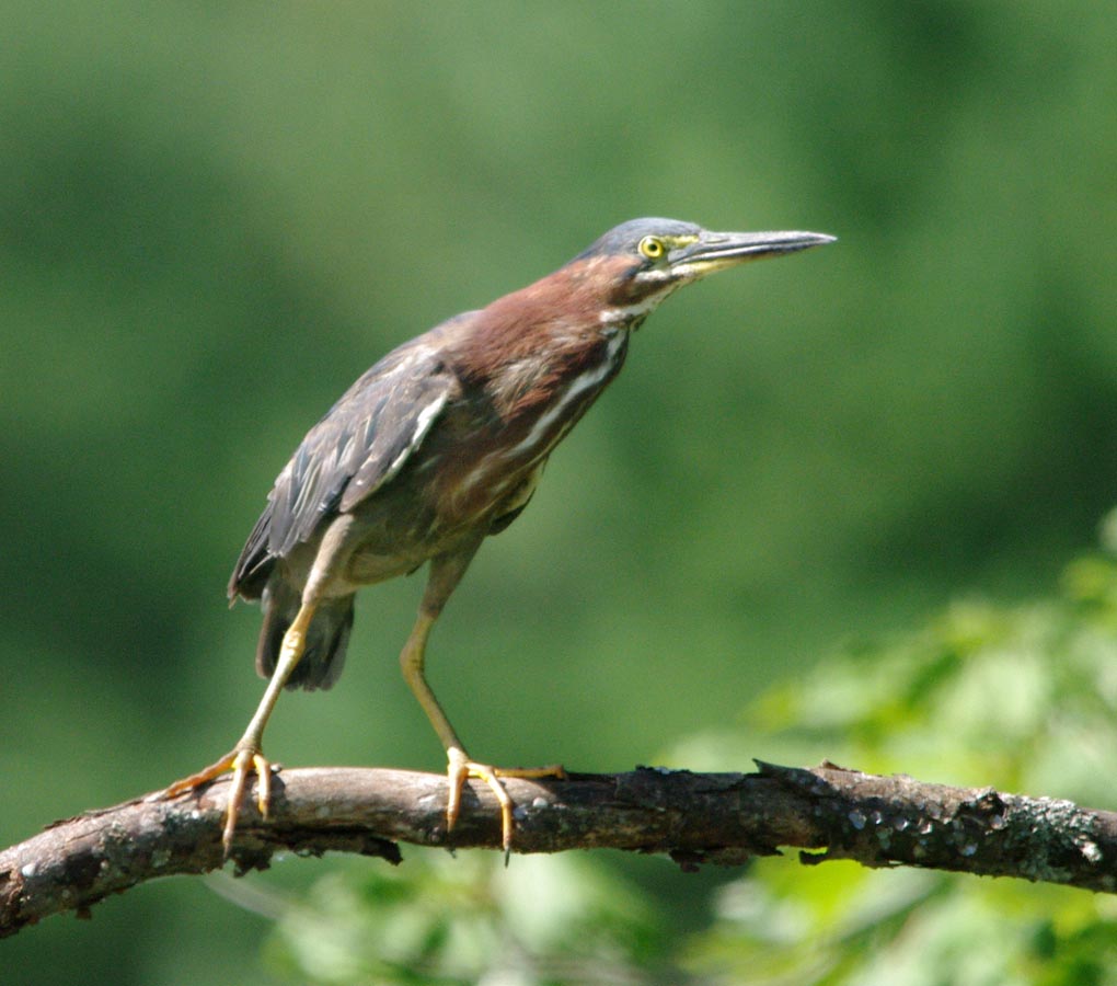 Green heron
