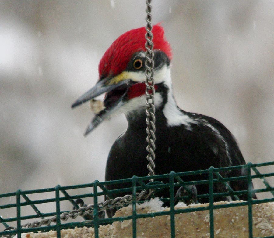 Pileated woodpecker, side view