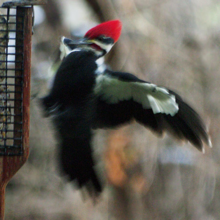 Pileated woodpecker jumping