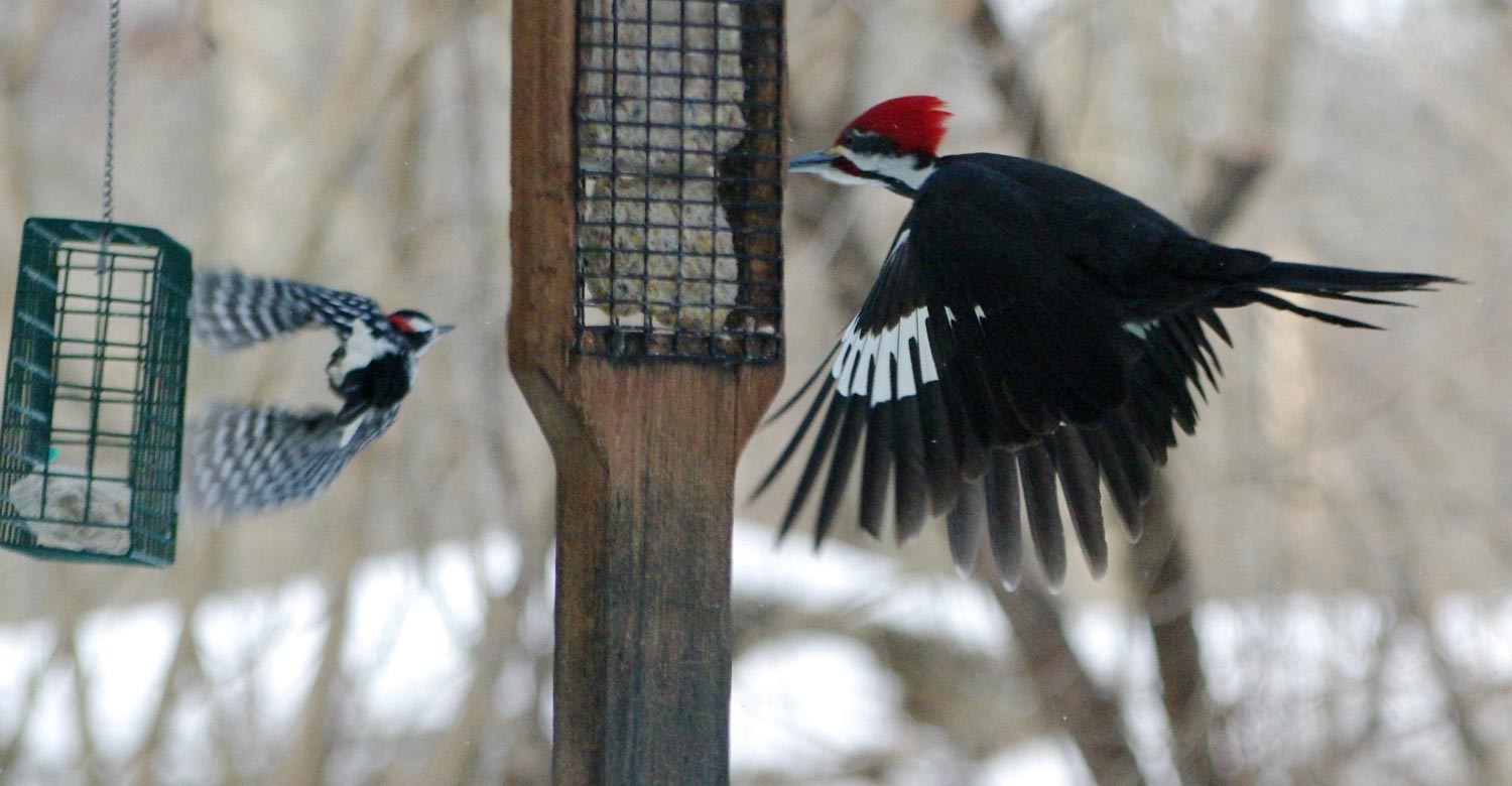 Pileated trading places with hairy