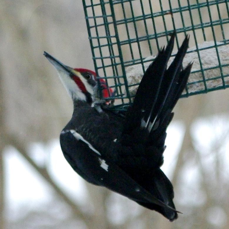 Pileated woodpecker on landing