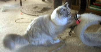 Traditional scratching