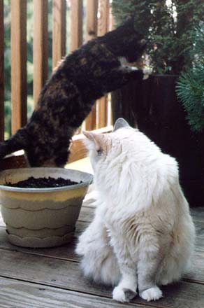 Moonshadow and Cloudberry