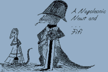 Napoleonic newt