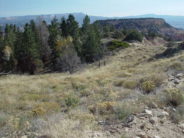 Bryce meadow