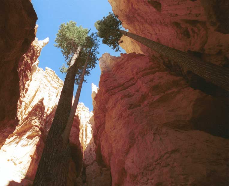 Douglas fir going for heaven