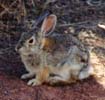 Cottontail