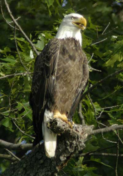 Adult bald eagle