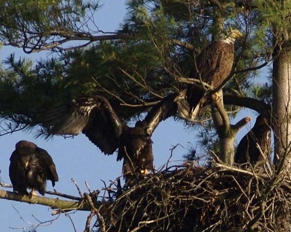 Three eaglets