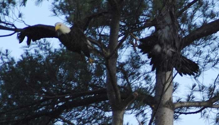 Adult bald eagle flying out, immature flying in