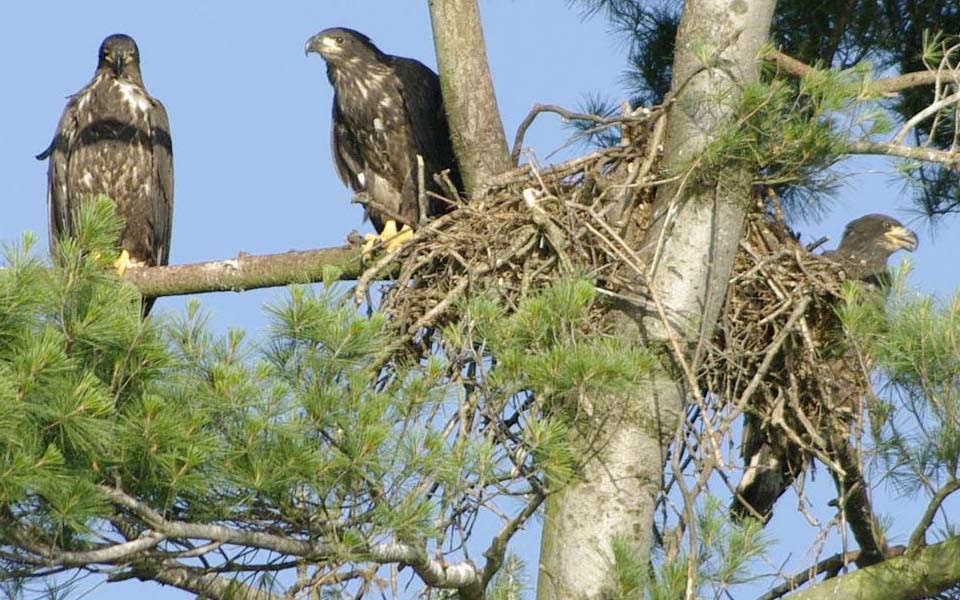 Three BESP bald eaglets