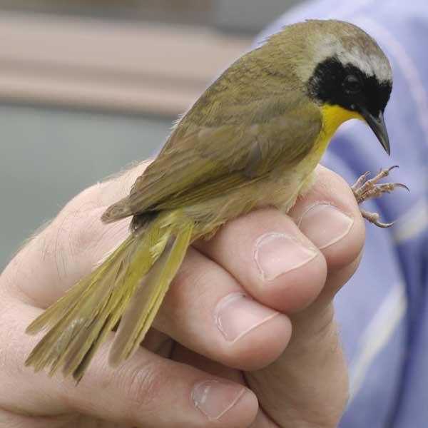 Robert J. Smith holding a common yellowthroat