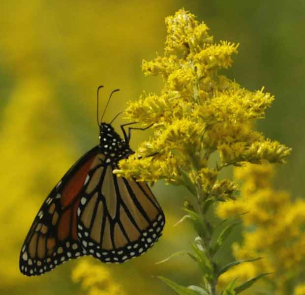 Monarch on golden rod