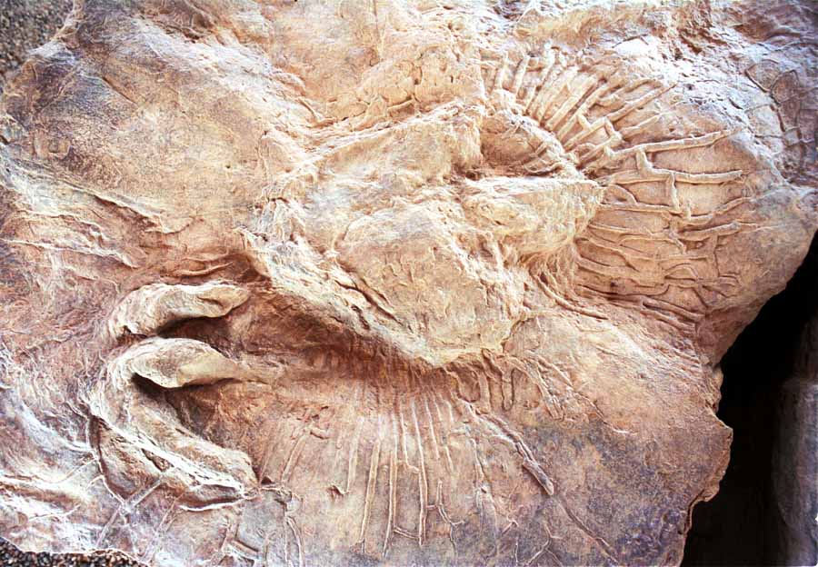 Top view of dinosaur splash track