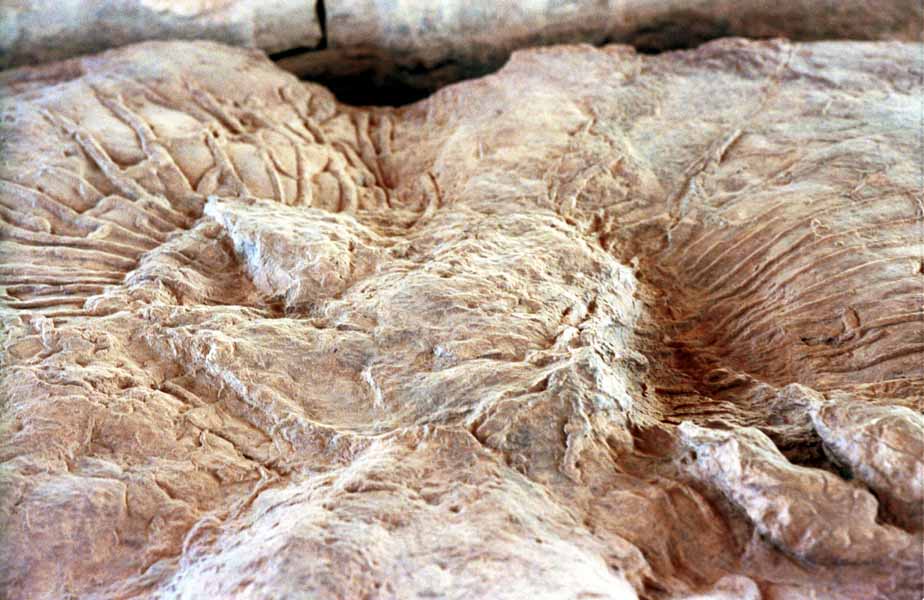 Side view of dinosaur splash track