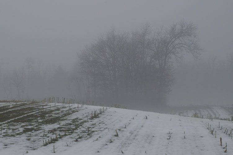 Foggy field