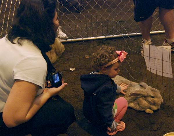 Giant rabbit petting