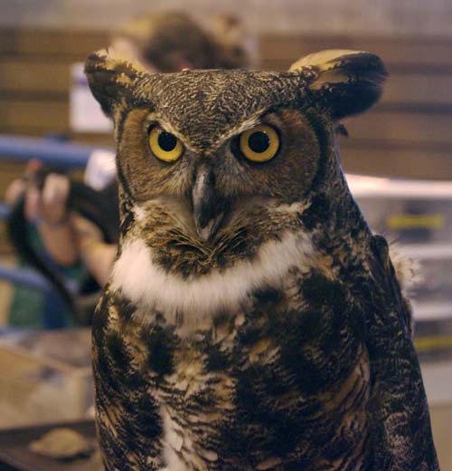 Great horned owl
