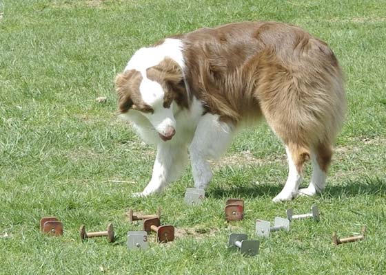 Dart sniffs her choice