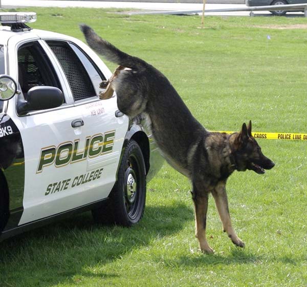 Keno lands on the ground